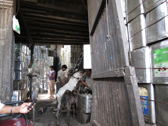 goats are everywhere; ghee tins on right ready for recycling