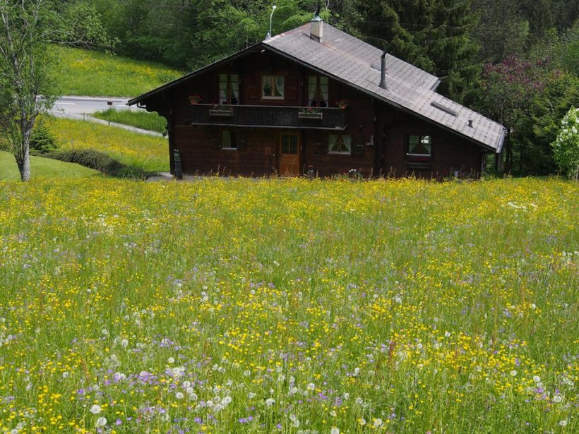 Wild flowers in the meadow 