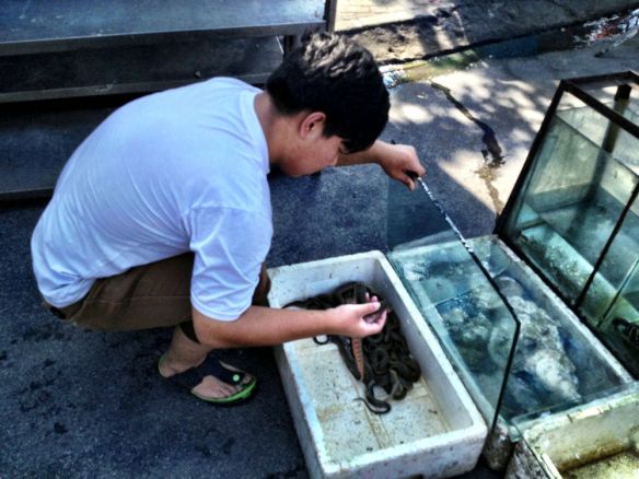 Snakes and bullfrogs at the ready....