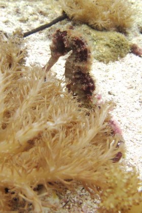 Traditional seahorse, the pygmies, size of finger nail, too small for Ross's camera, and that's a first! Failure, I mean!