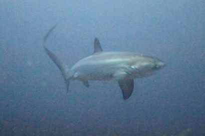 Thresher shark in the deep blue