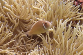 Pale clown fish with blue-tipped anemones, the prettiest things on the reef