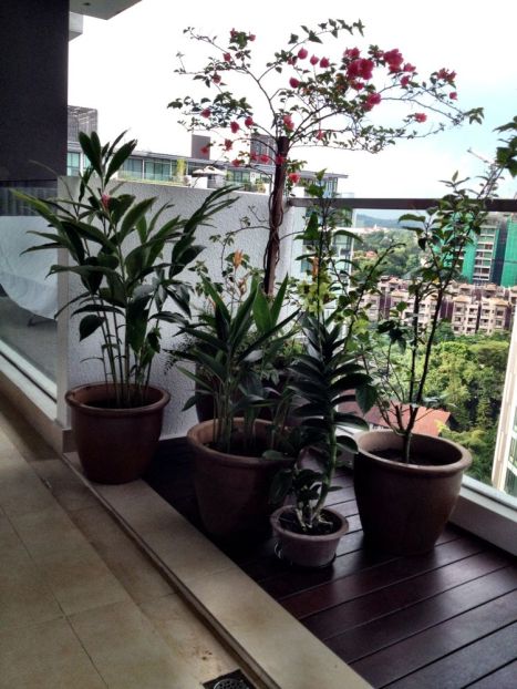 Bougainvillea, hibiscus, heliconium, ginger, orchid and lantana - oh and a little chilli plant