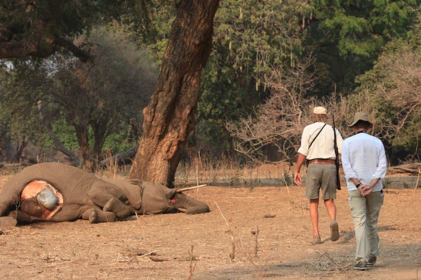 the dead elephant bull, the lions have been attacking his innards