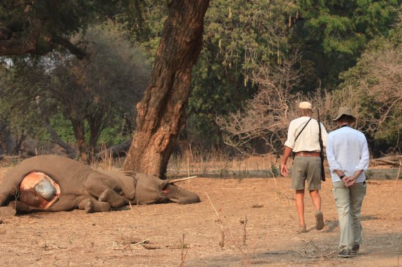 the dead elephant bull, the lions have been attacking his innards