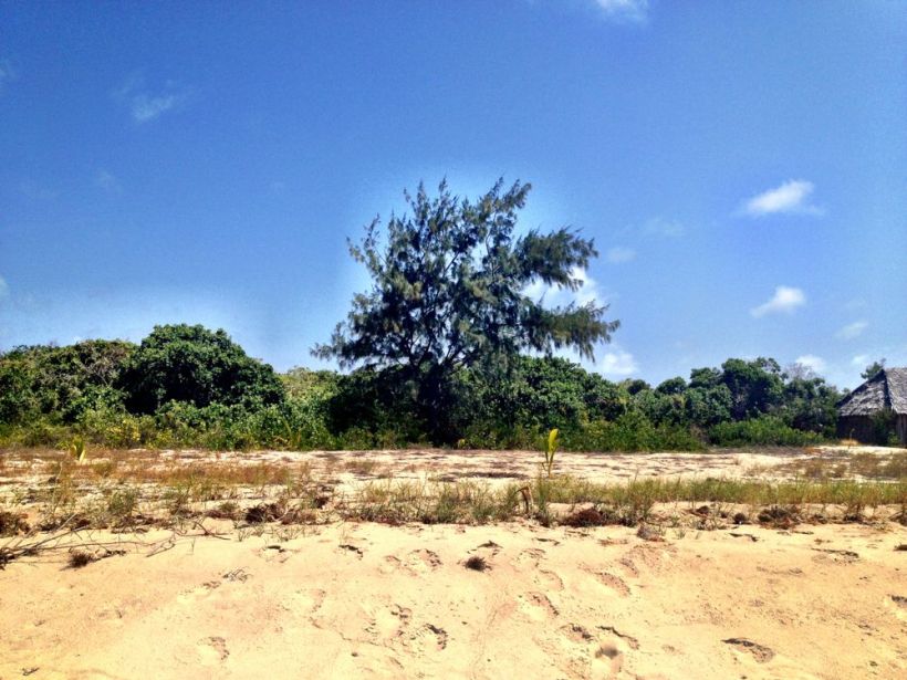 The tree where I buried Mum, on Manda Toto