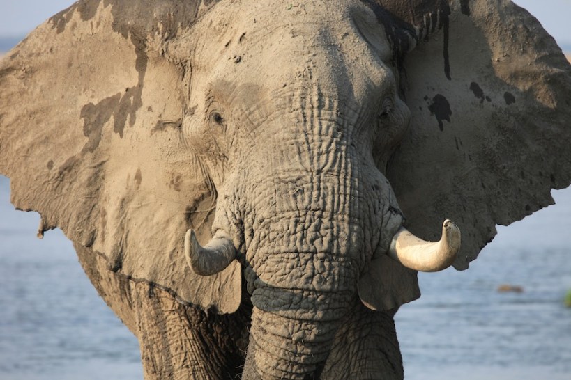 Big Vic again...the young bull could have grown up to be a great boy like this given the chance...