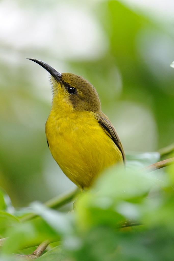 This darling sunbird, sometimes joined by its mate, comes to sing to me every morning on the balcony. Its yellowness reminds me of Louise...