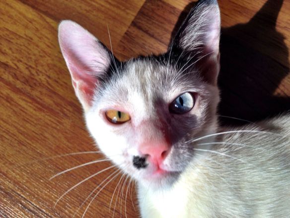 Master Dizzy Rascal Thomas, check those eyes....