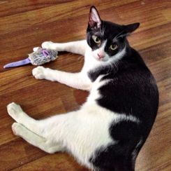 Chorty Billie almost too grown up to play with mice..