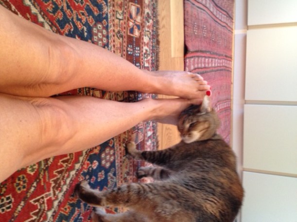 Pickle loves to  rub her face against my legs. See how form the front my calf looks almost normal!