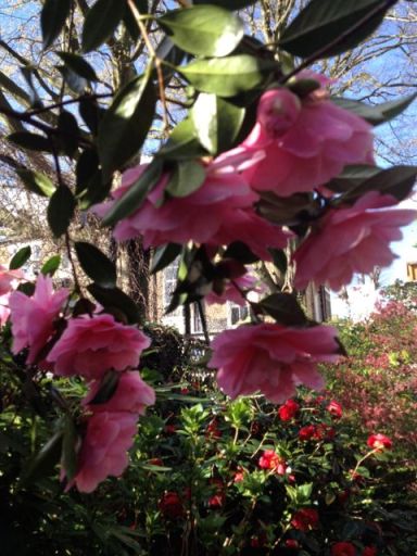 Two sorts of camellia in full bloom