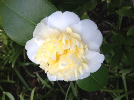 Beautiful camellia my mother gave me