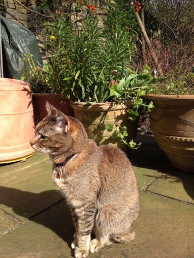 Saying goodbye to my faithful friend will be hard