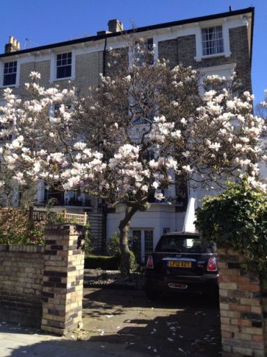 Magnolia tree in full bloom, before the wind blew the petals off