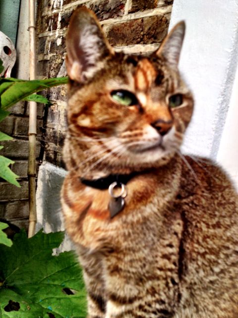 Some of you have missed Pickle as much as I have - here she is, most disdainful on my return!