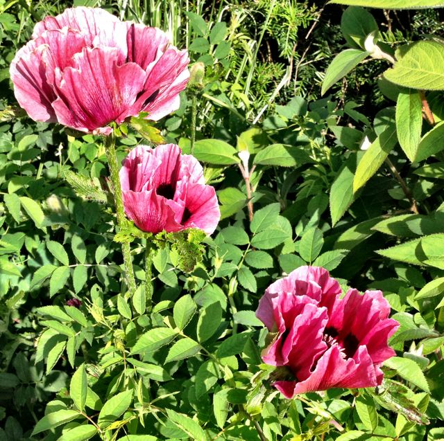 Opulent poppies