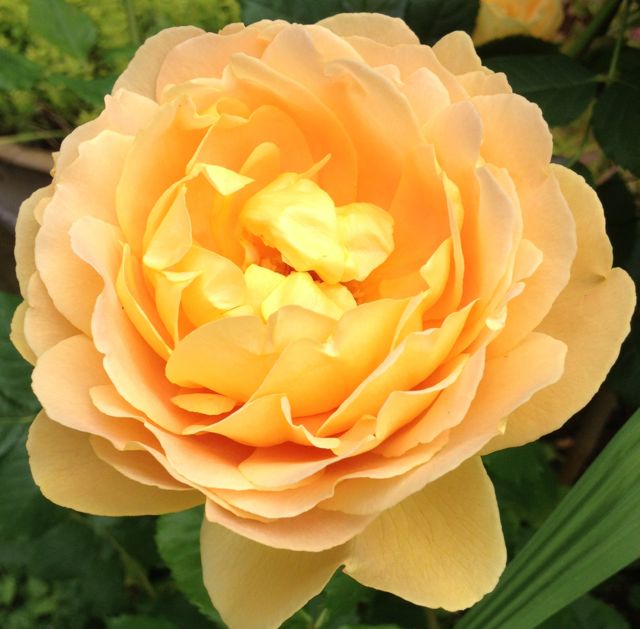 The beautiful rose Felcity Kendal gave us in Louise's memory