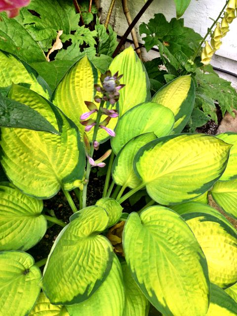 In London, immaculate hosta, no slugs!