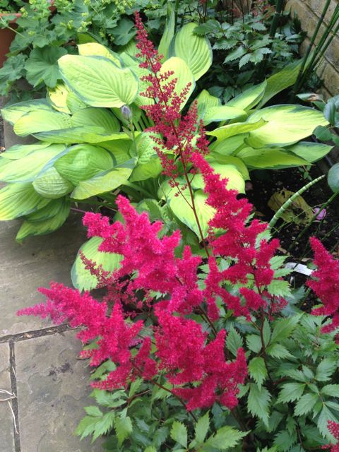 The astilbe is a gorgeous deep red against t the lime green