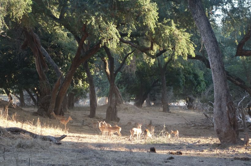 impala catch the late afternoon sunshine
