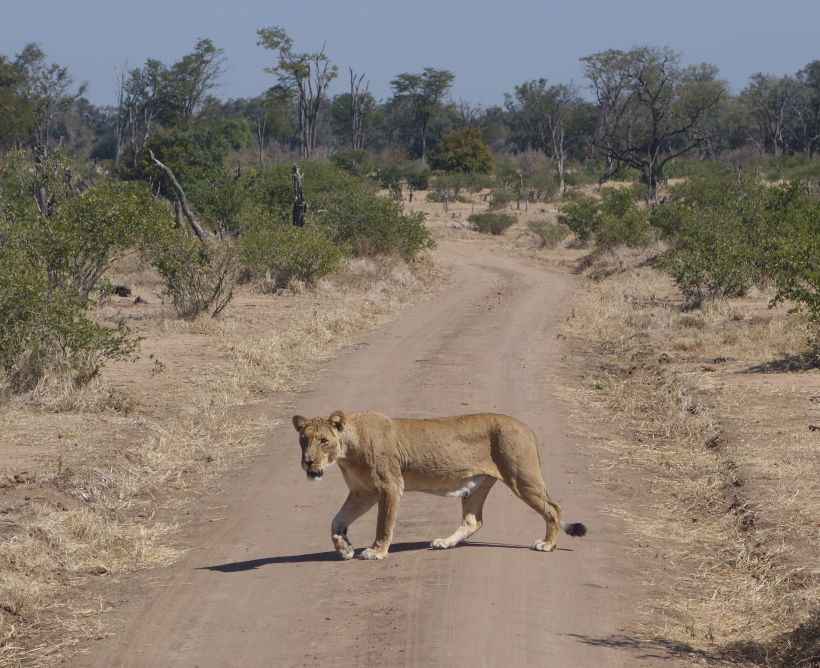 One of the Spice Girls we found wandering; she is lactating so has cubs hidden away