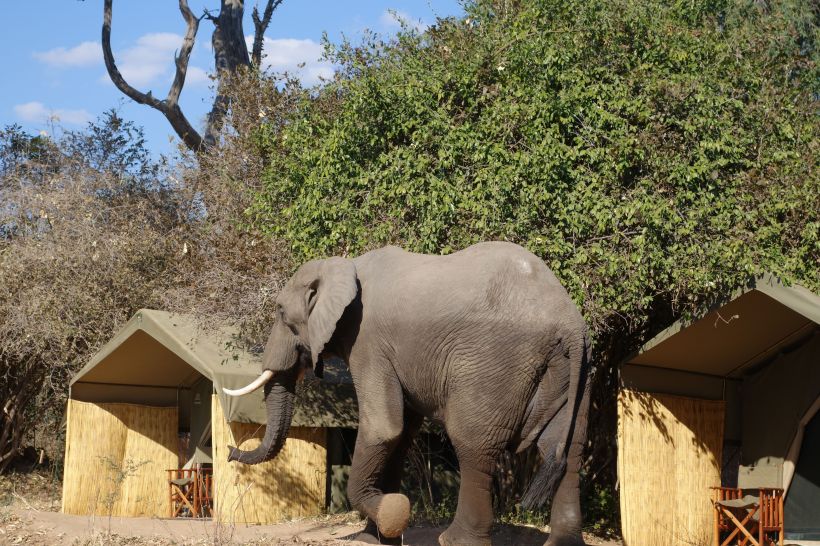 A visitor outside my tent