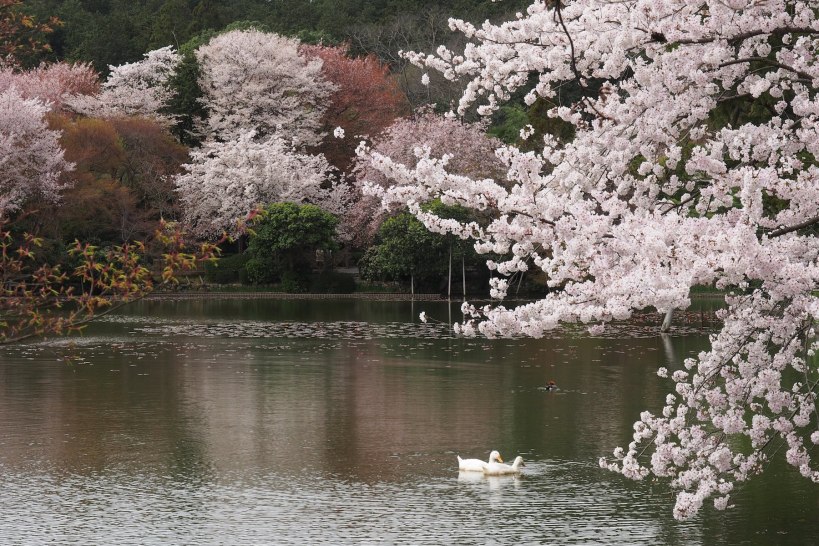 Another tranquil scene to get me back in the Zen zone - Kyoto in cherry blossom
