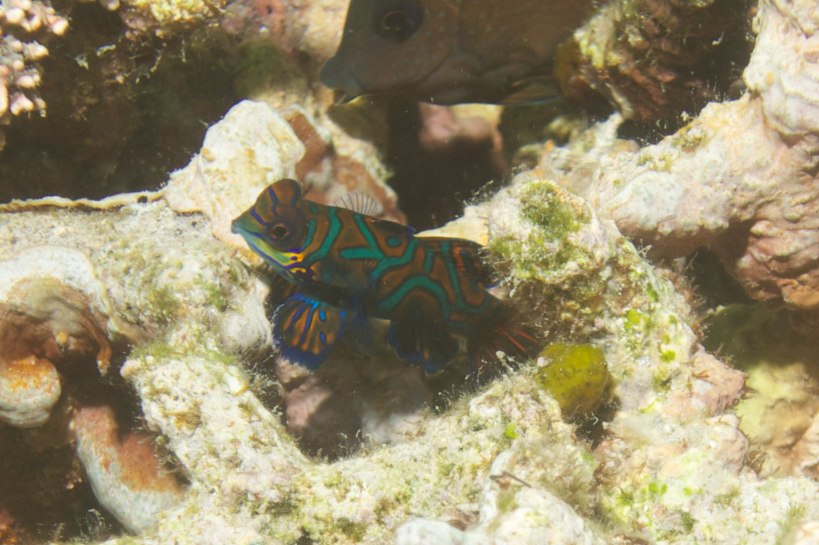 the elusive mandarin fish