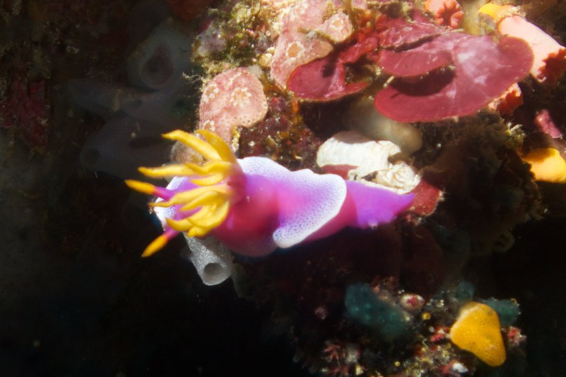 gorgeous nudibranch