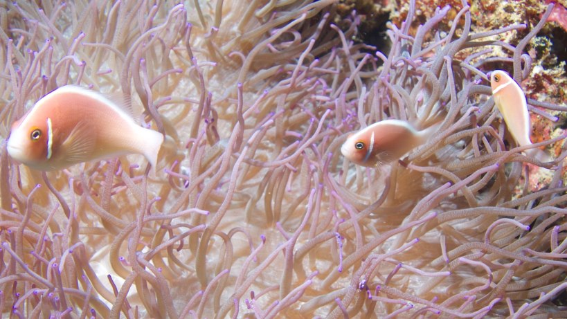 I love the clown fish