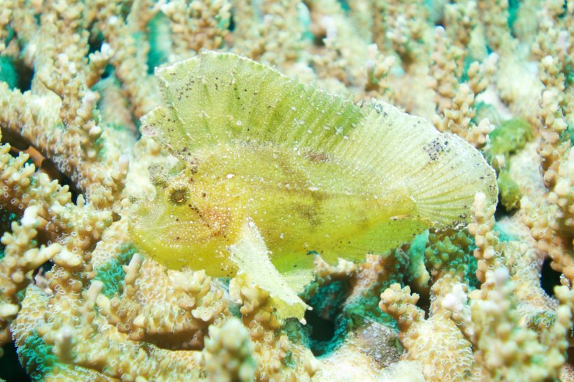 Leaf stone fish - amazing camouflage