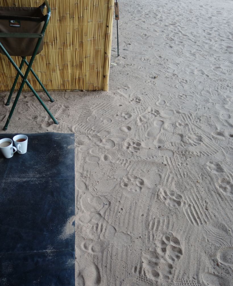 That lion was damn close; this is my tent!