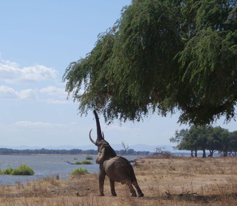 Wilderness bull feeding on albida pods