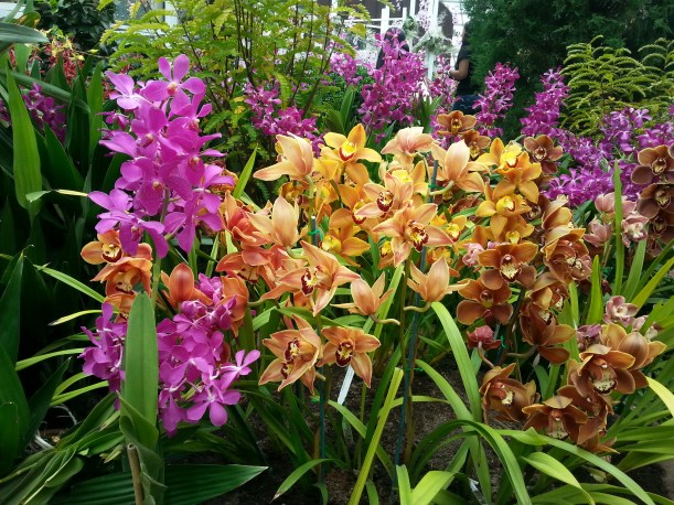 Gorgeous orchids at the Gardens by the Bay