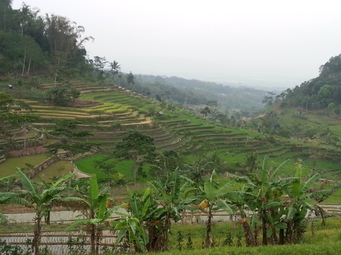 Paddy fields on the way up to Selegriyo