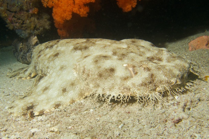Tasselled Wobbegong Shark