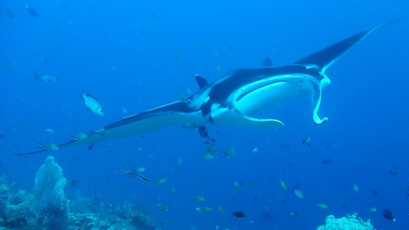 Another manta moment - this is a giant ocean manta
