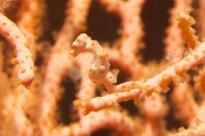 A rare Denise's seahorse