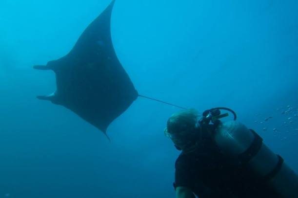 A giant reef manata circles overhead