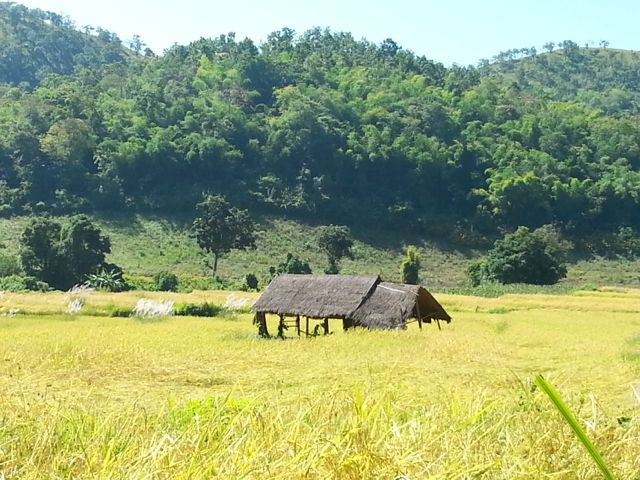 Typical field along the way