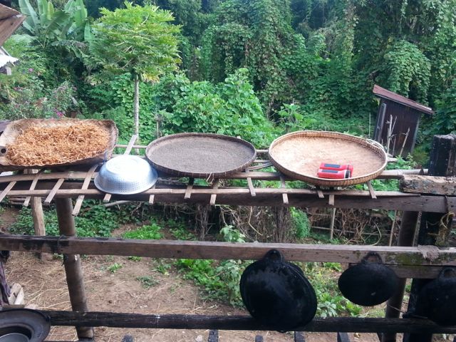 Chillies and herbs drying in winnowing trays