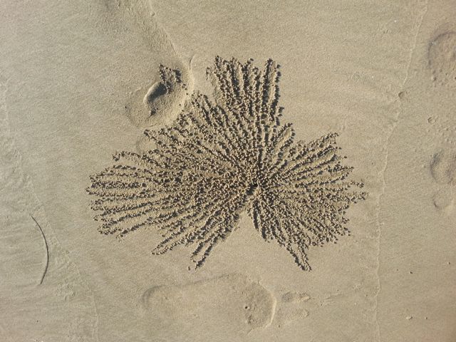 Crab patterns in the sand