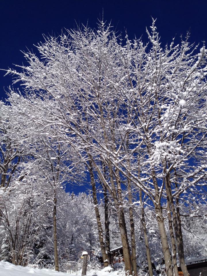 Snow-covered trees in the village
