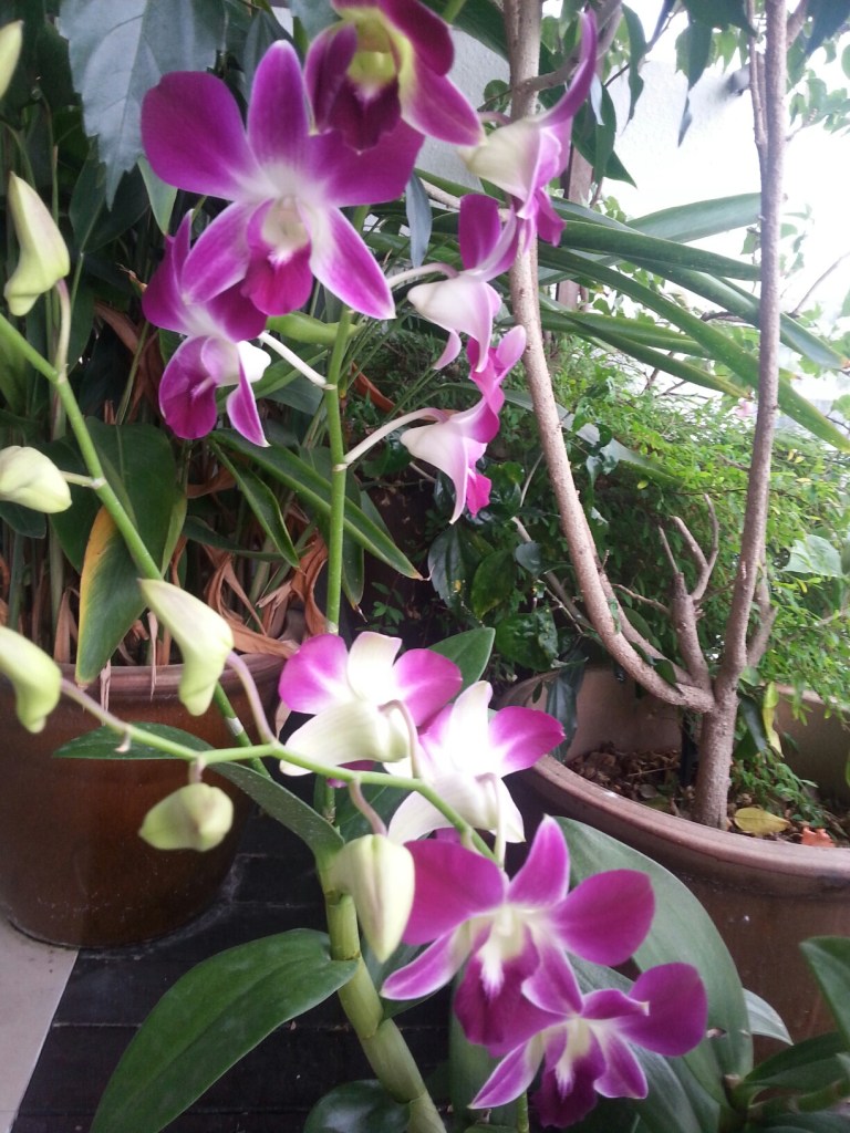 My beautiful orchid