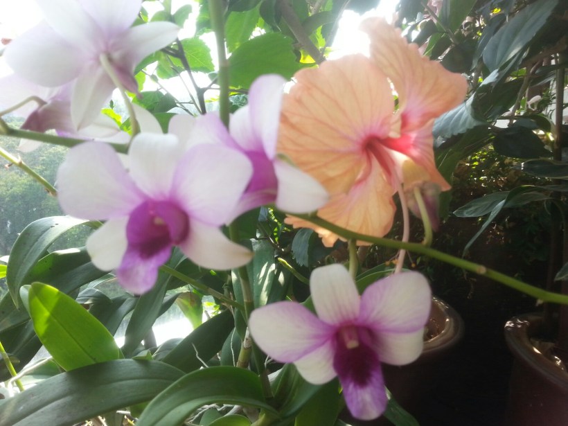 Early morning light on the balcony - only the sunbird is missing - I am not quick enough.