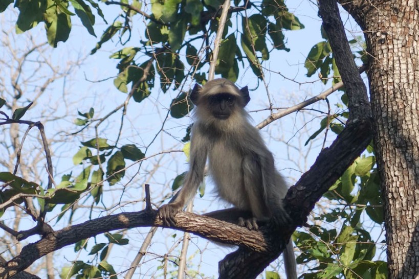 Languor monkey