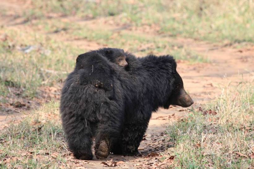 sloth bear