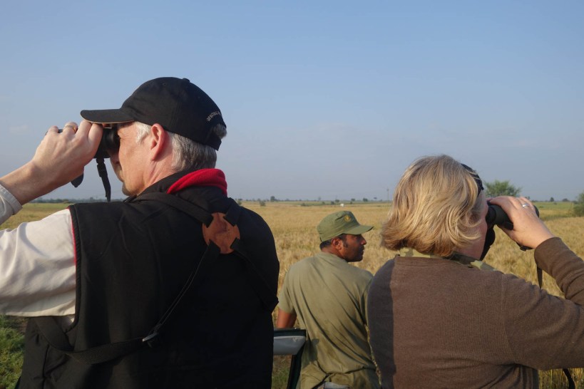 Searching for black buck in the wheat