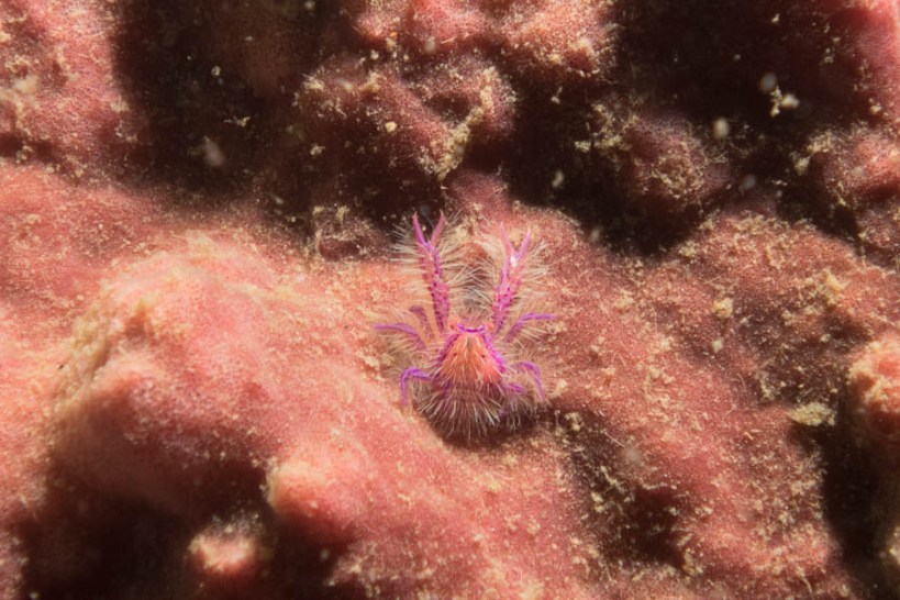 this is a hairy squat lobster - only  1 cm long!